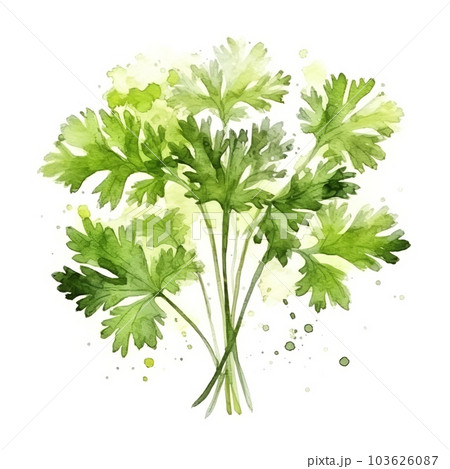Aromatic Parsley Herbs Watercolor Square Background. Healthy Vegetarian Diet. Ai Generated, Drawn With Paint Splashes On White Background Delicious Aromatic Parsley Herbs. 103626087
