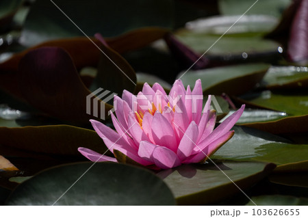 スイレン 103626655