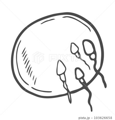 Vector human ovum fertilization on a white background Vector human ovum fertilization on a white background 103626658