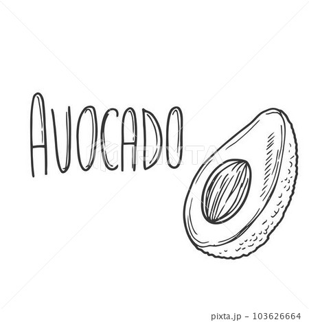 Avocado vector hand drawn lettering with avocado illustration 103626664