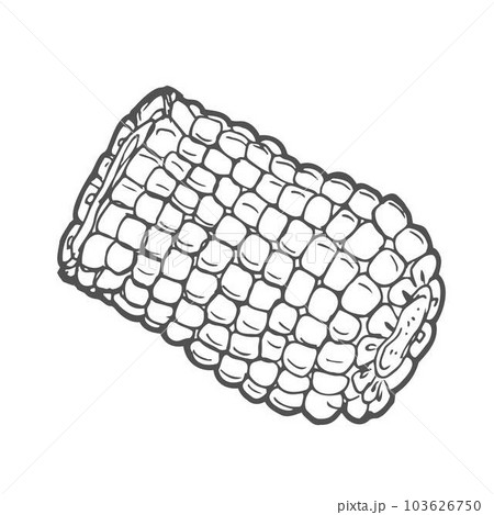 Corn graphic black white isolated sketch illustration vector 103626750