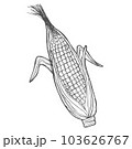 Vector hand drawn popcorn corn cob outline doodle icon. Food sketch illustration for print, web, mobile and infographics isolated on white background. 103626767