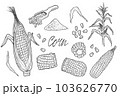 Doodle Corn cobs, grain, corn flour, corn seeds vector sketch illustration. Corn plant, hand drawn isolated elements. 103626770