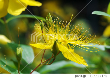 ビヨウヤナギ ビヨウヤナギ 103627170