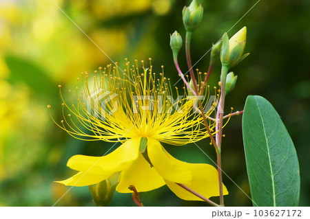 ビヨウヤナギ ビヨウヤナギ 103627172