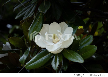 タイサンボク 103627190