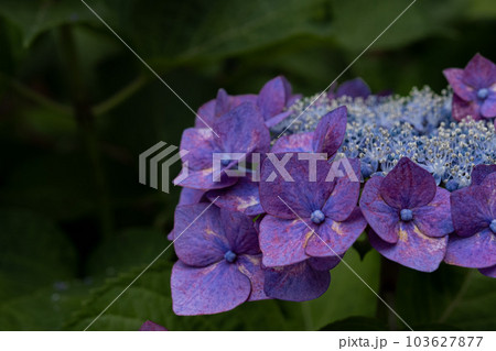 アジサイ 103627877