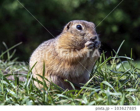 Prairie dog on a grassy field looking at a camera. Close-up, portrait of rodent 103627885
