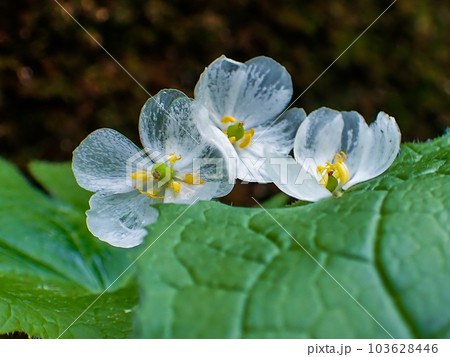 透ける花びら 103628446