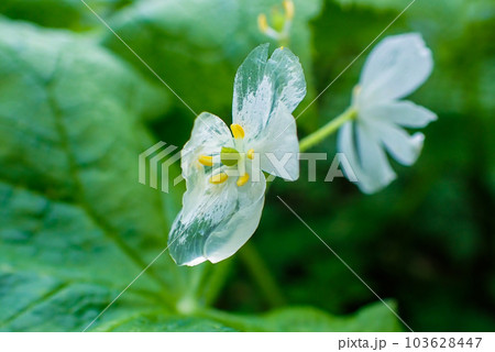 ガラスの花 103628447