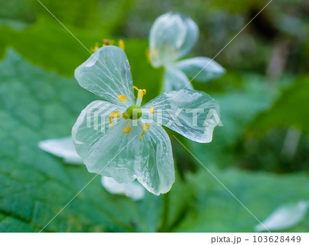 サンカヨウ4 103628449