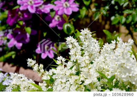 満開の姫ウツギ 103628960