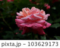 水雫と薔薇 103629173