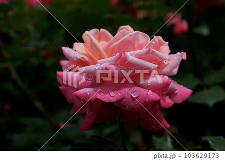 水雫と薔薇 103629173