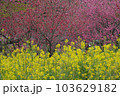 菜の花畑 103629182