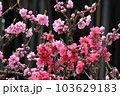 梅の木 103629183