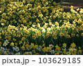 黄色の水仙 103629185