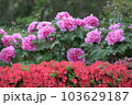 薔薇とツツジ 103629187