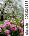 バラの花 103629188