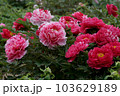2色の牡丹 103629189