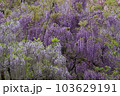 藤の花 103629191
