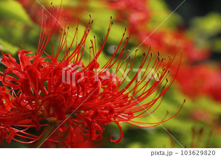 ヒガンバナ ヒガンバナ 103629820