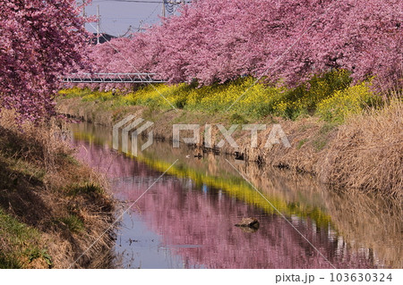 埼玉県久喜市鷲宮 青毛堀川沿いの満開の河津桜並木と菜の花畑と川面への映り込みの景色 埼玉県久喜市鷲宮 青毛堀川沿いの満開の河津桜並木と菜の花畑と川面への映り込みの景色 103630324