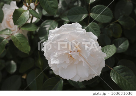 白い大輪の薔薇 白い大輪の薔薇 103631036