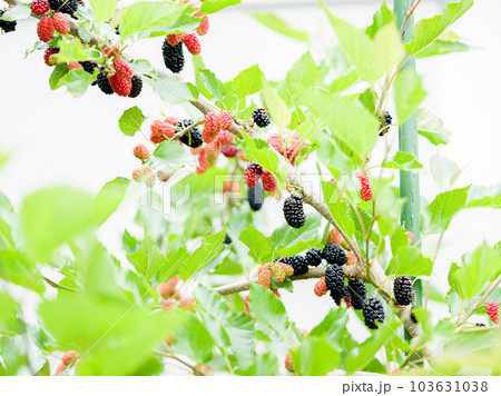 Fresh Mulberry ripe and unripe on the branch of tree.Healthy berry fruit. Selective focus. 103631038
