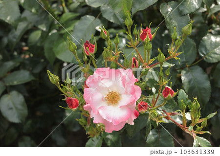 薔薇 103631339