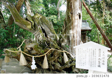 大三島　大山祇神社の楠 103631478