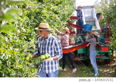 An orchard owner harvests ripe apples with team of workers An orchard owner harvests ripe apples with team of workers 103631531