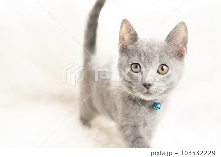 青い鈴をつけたシャルトリューの子猫 青い鈴をつけたシャルトリューの子猫 103632229