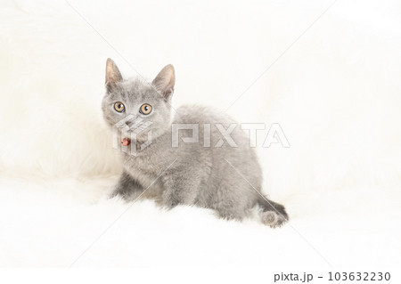 赤い鈴をつけたシャルトリューの子猫 103632230