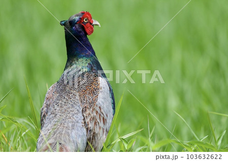キジ pheasant / Japan キジ pheasant / Japan 103632622