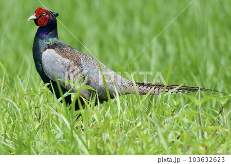 キジ pheasant / Japan キジ pheasant / Japan 103632623