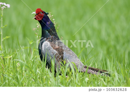 キジ pheasant / Japan 103632628