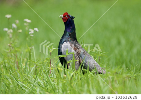 キジ pheasant / Japan 103632629
