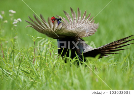 キジ pheasant / Japan キジ pheasant / Japan 103632682