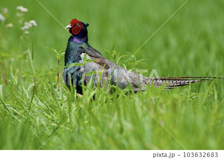 キジ pheasant / Japan 103632683