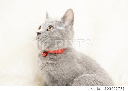 赤い鈴をつけたシャルトリューの子猫のバストアップ 103632771