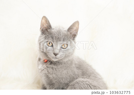カメラを見る赤い鈴をつけたシャルトリューの子猫のバストアップ カメラを見る赤い鈴をつけたシャルトリューの子猫のバストアップ 103632775