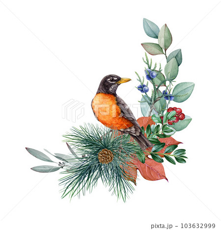 Floral natural decor with american robin bird. Watercolor vintage style illustration. Hand drawn robin bird, pine, eucalyptus, berries decoration. Natural floral decor. White background Floral natural decor with american robin bird. Watercolor vintage style illustration. Hand drawn robin bird, pine, eucalyptus, berries decoration. Natural floral decor. White background 103632999