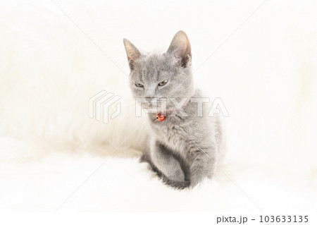 赤い鈴をつけたシャルトリューの子猫 赤い鈴をつけたシャルトリューの子猫 103633135