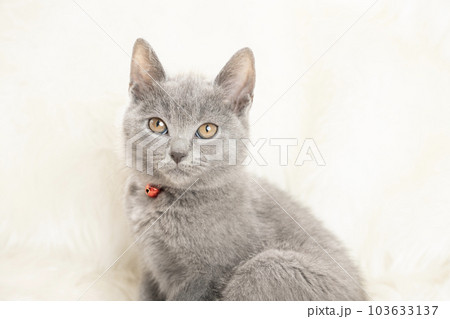 赤い鈴をつけたシャルトリューの子猫のバストアップ 赤い鈴をつけたシャルトリューの子猫のバストアップ 103633137