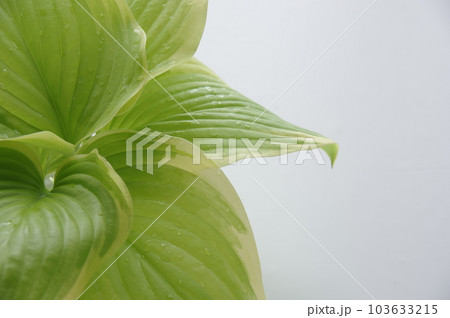 ホスタの葉 ギボウシ フレグラントブーケ ホスタの葉 ギボウシ フレグラントブーケ 103633215