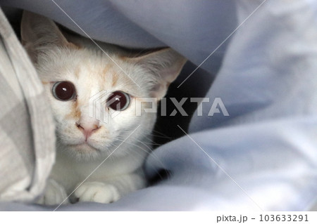 ワクワクが止まらない猫 ワクワクが止まらない猫 103633291