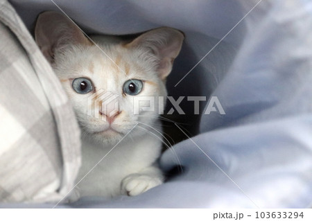 ワクワクが止まらない猫 ワクワクが止まらない猫 103633294