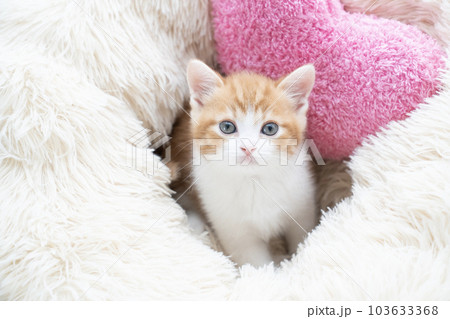 カメラ目線のスコティッシュフォールドの仔猫 103633368