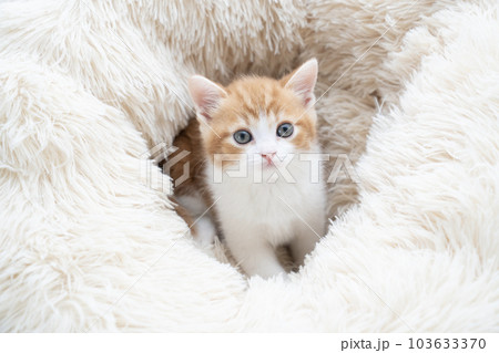 白いベッドに入ったスコティッシュフォールドの仔猫 白いベッドに入ったスコティッシュフォールドの仔猫 103633370